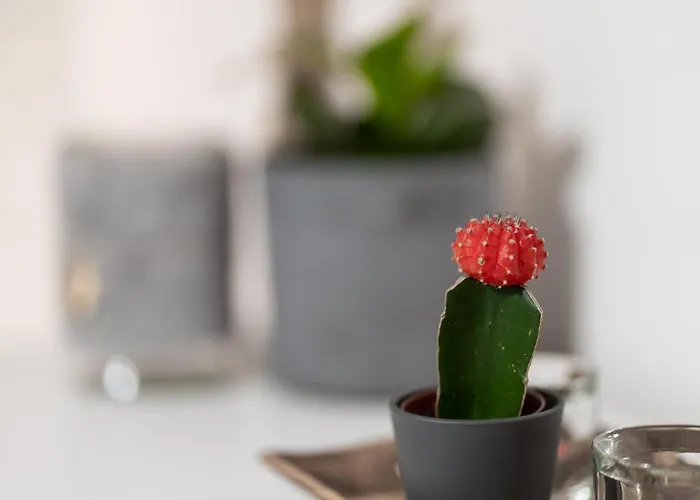 Lägenhet Poludniowy